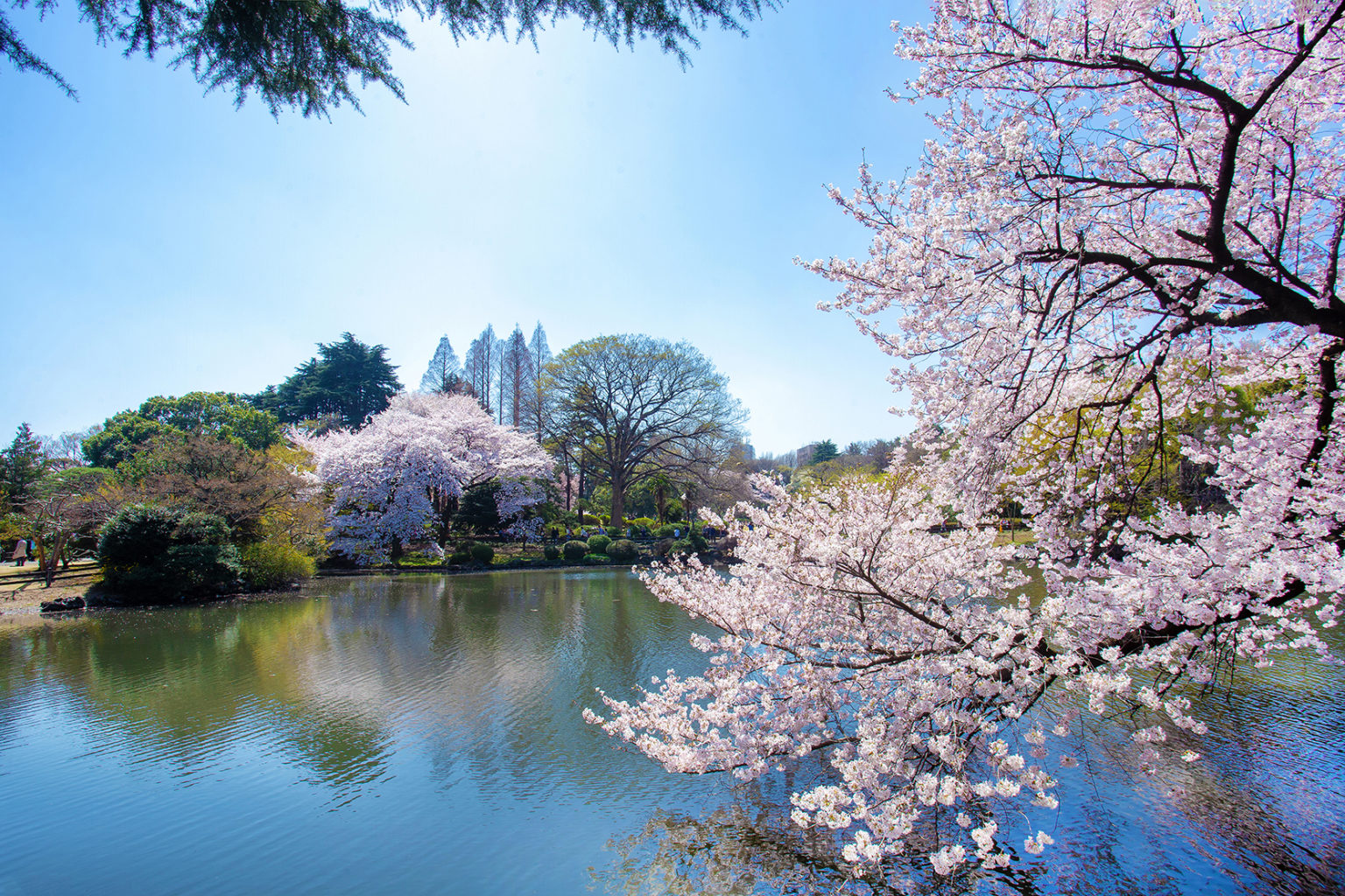 5 Best Parks And Gardens To Visit In Tokyo Kcp International