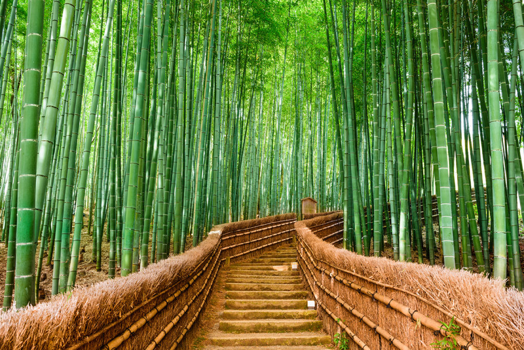 Kyoto, Japan at the Bamboo Forest